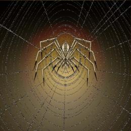 Spider